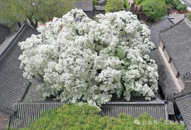 它就是流苏树也叫“四月雪”我国珍贵树种贵的数万元一棵